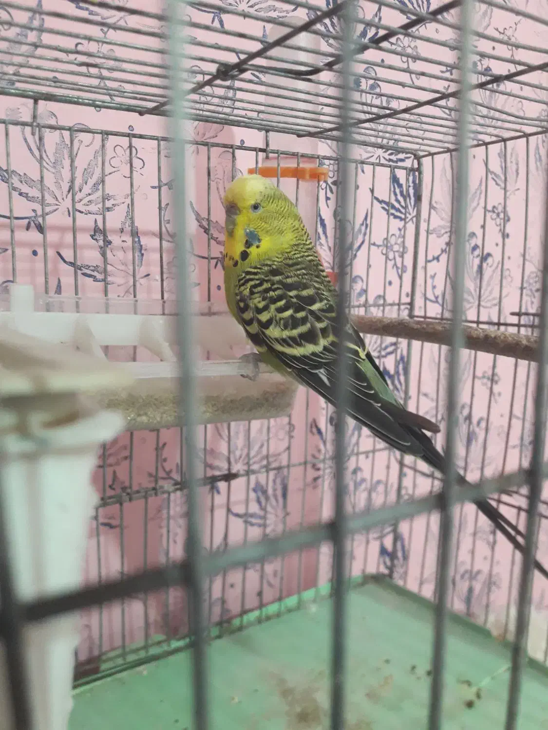 مرغ عشق|پرنده|مسجد سلیمان, |دیوار