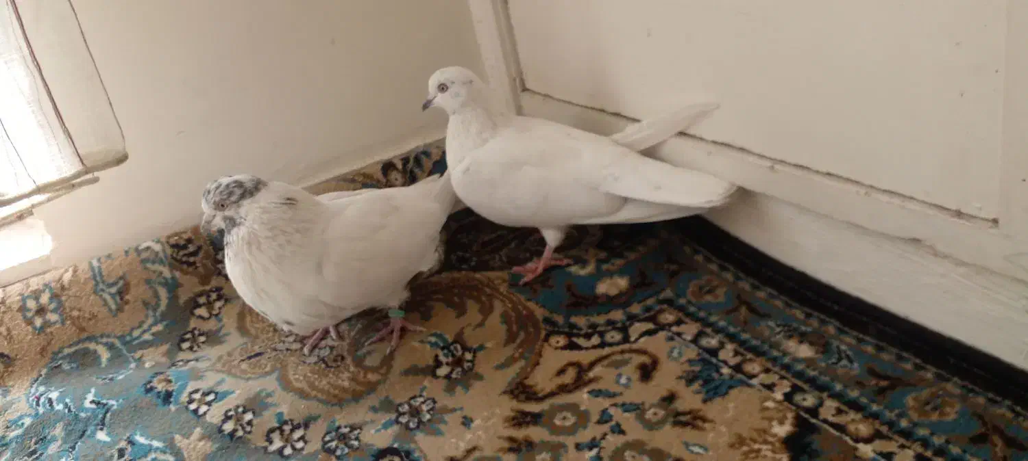 کله برنجی|پرنده|فولادشهر, فولادشهر|دیوار