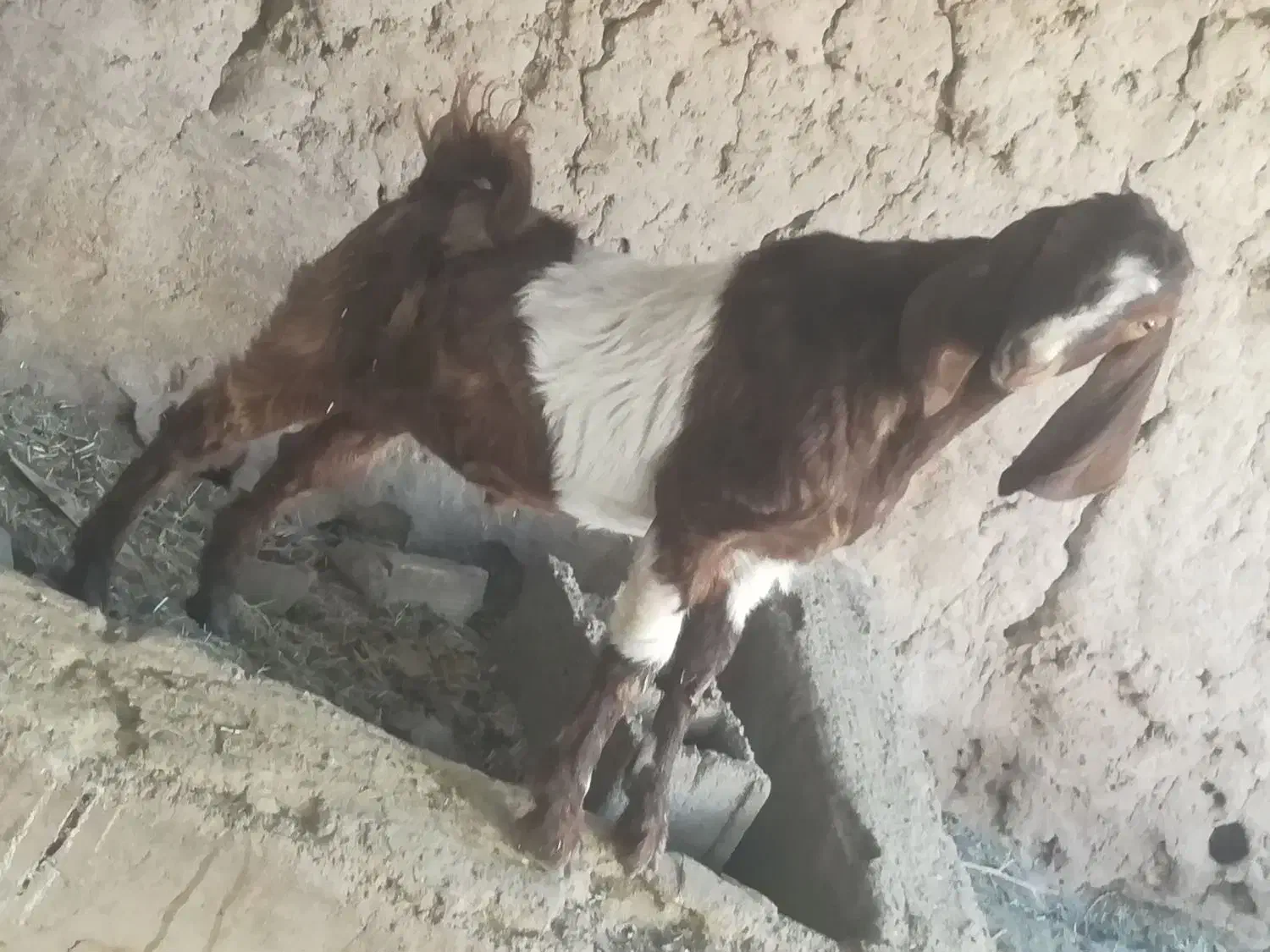 نری چاق|حیوانات مزرعه|نرماشیر, |دیوار