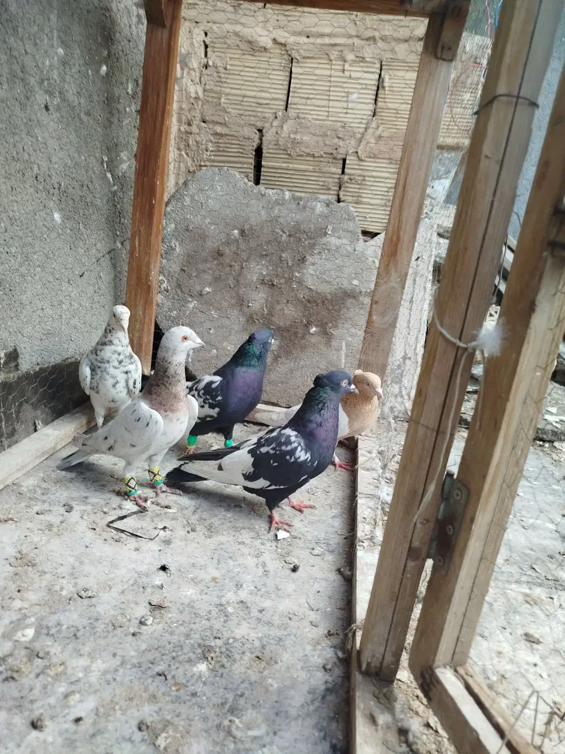 کفتر|پرنده|مشهد, فریزی|دیوار