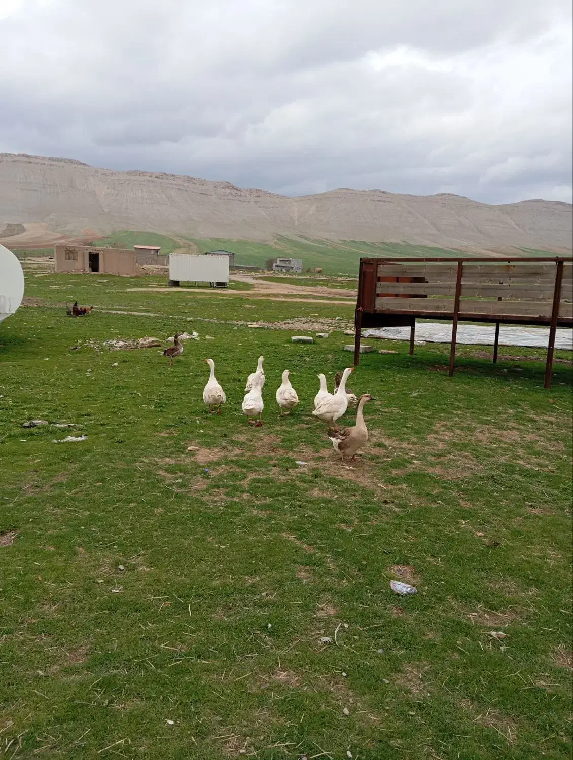 غاز|حیوانات مزرعه|کرمانشاه, |دیوار