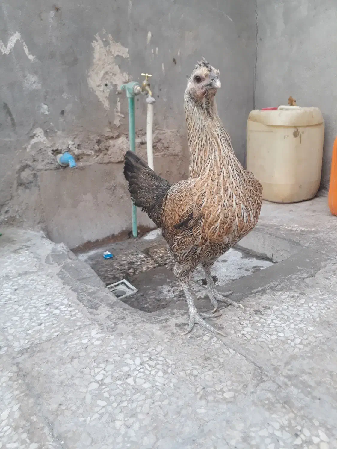 مرغ محلی دورگه|حیوانات مزرعه|میرجاوه, |دیوار