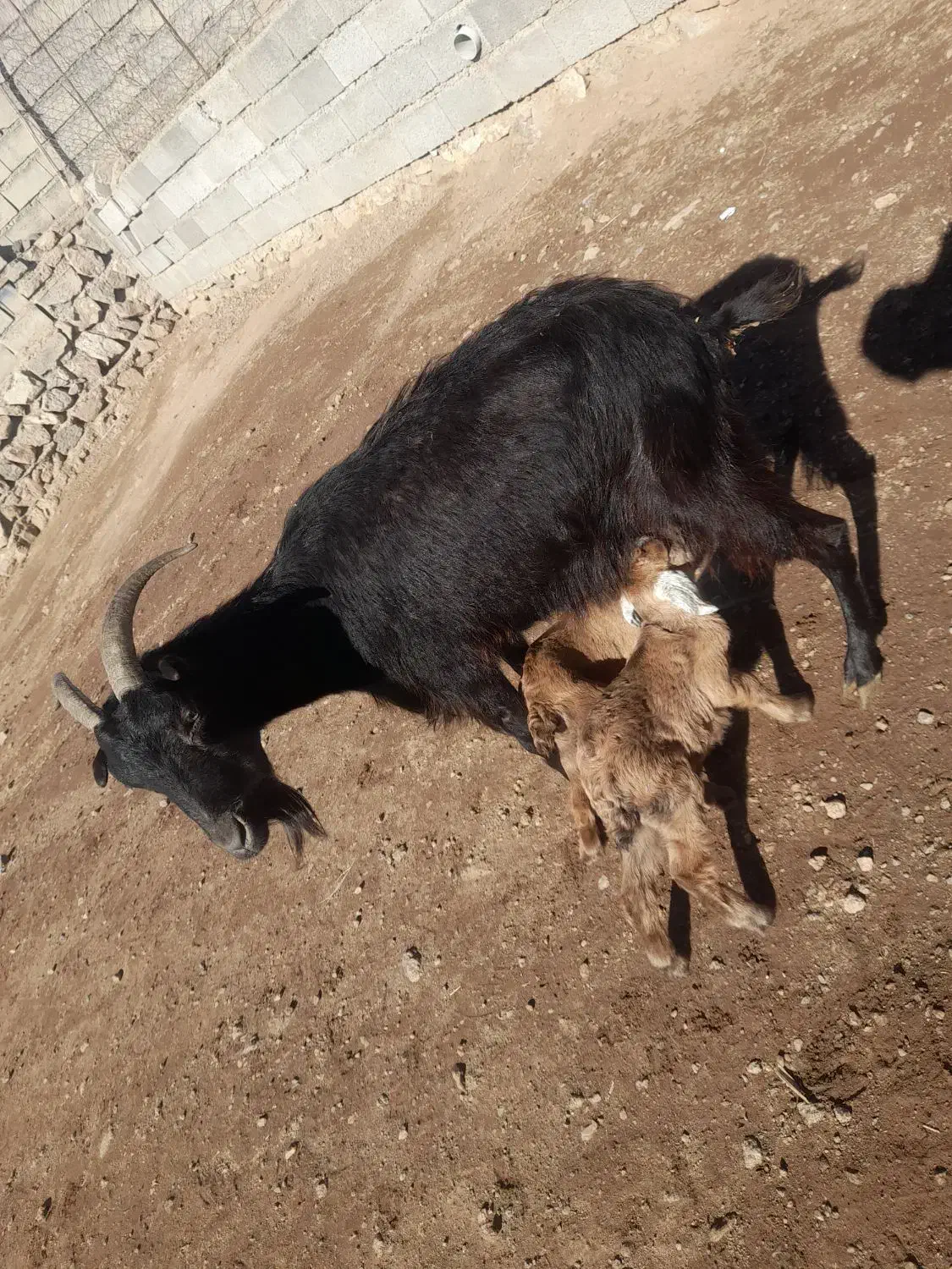 بز گوسفند|حیوانات مزرعه|مشگین شهر, |دیوار