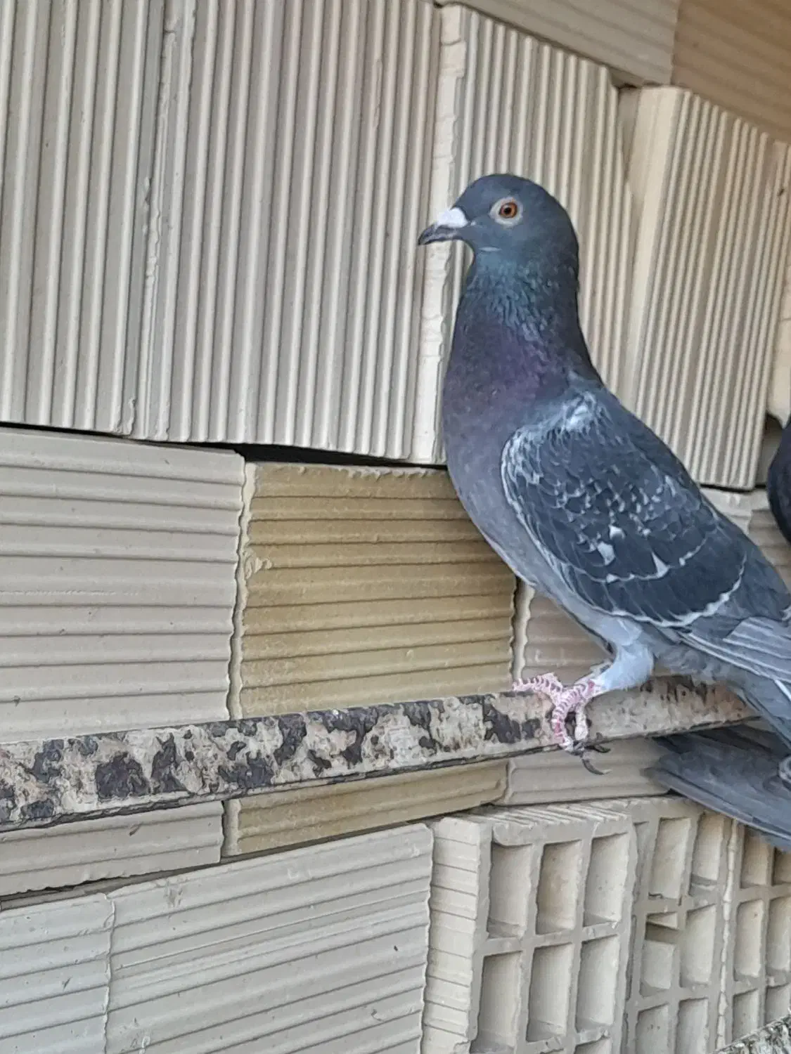 ۳تا کفتر زاجر فروشی|پرنده|اشکذر, |دیوار