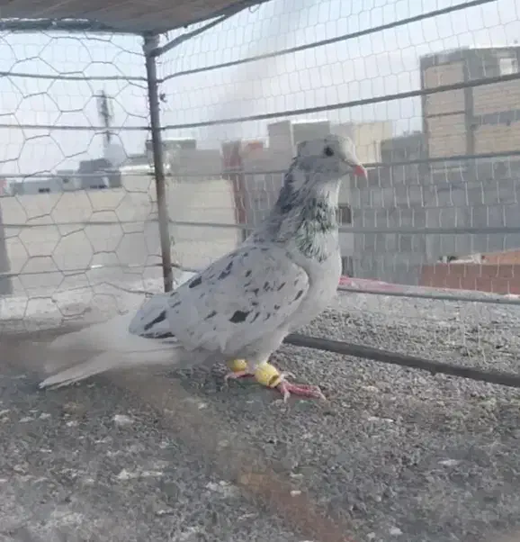 کبوتر پرشی|پرنده|بجنورد, |دیوار