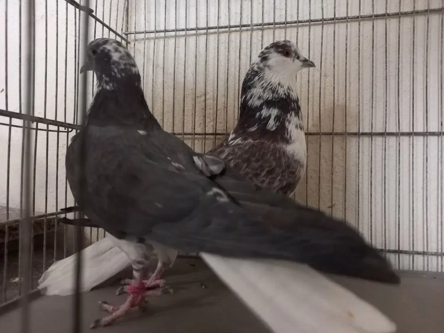 کبوترروبه راه وپرشی|پرنده|کاشان, فین کوچک|دیوار