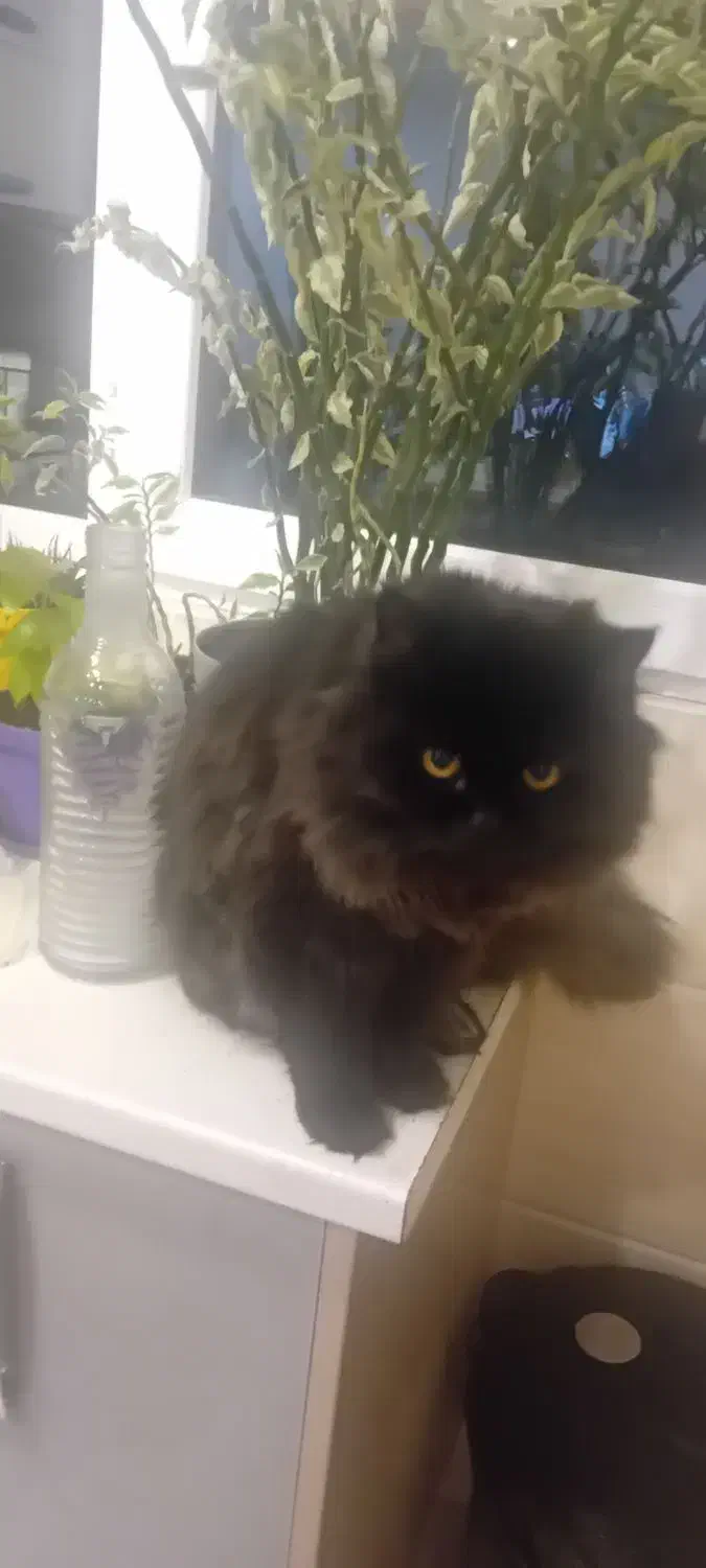 گربه پرشین|گربه|تهران, تهرانپارس غربی|دیوار