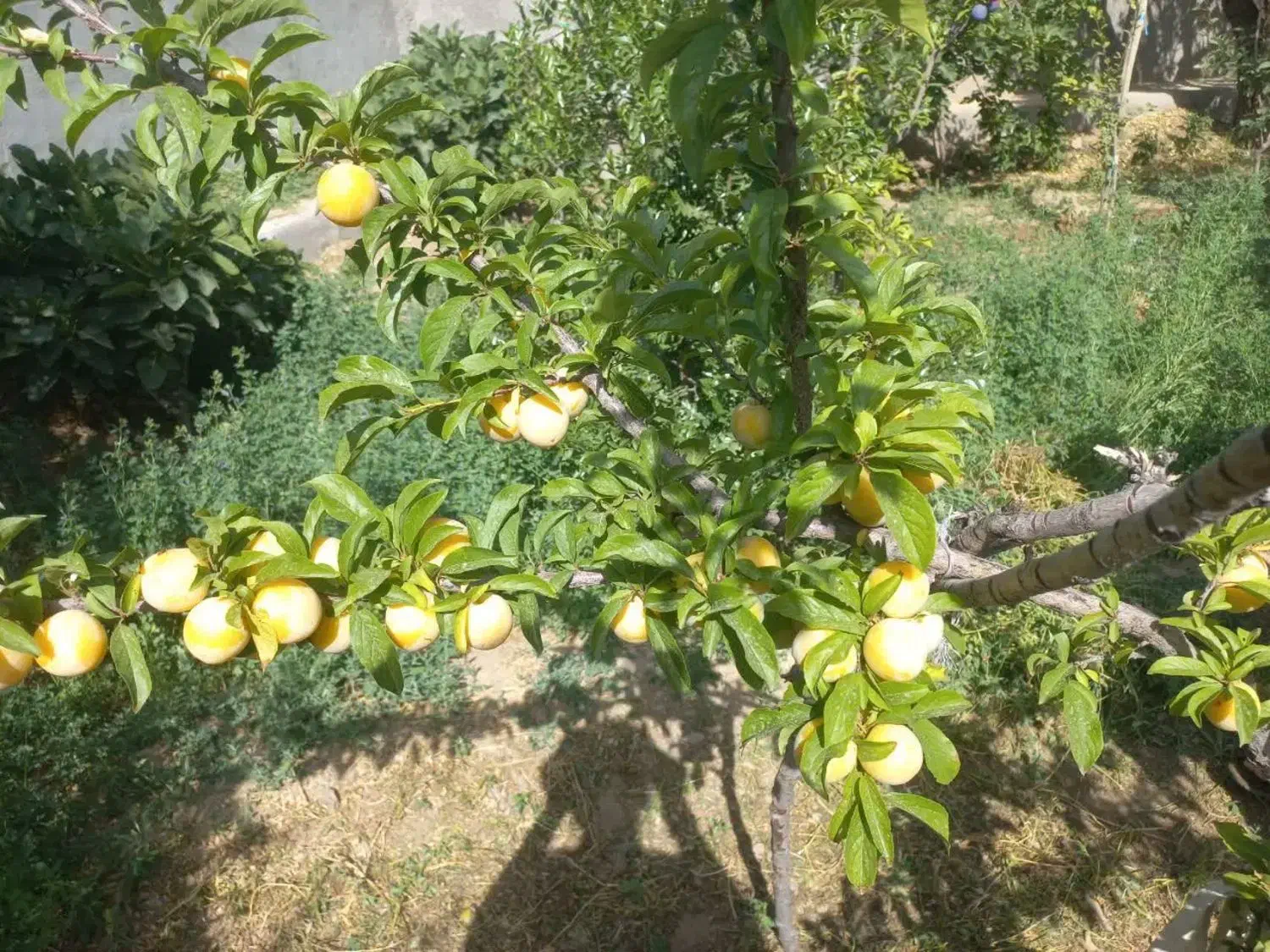خانه باغ بزرگ باقیمت خوب باسند آب|فروش خانه و ویلا|تفت, |دیوار