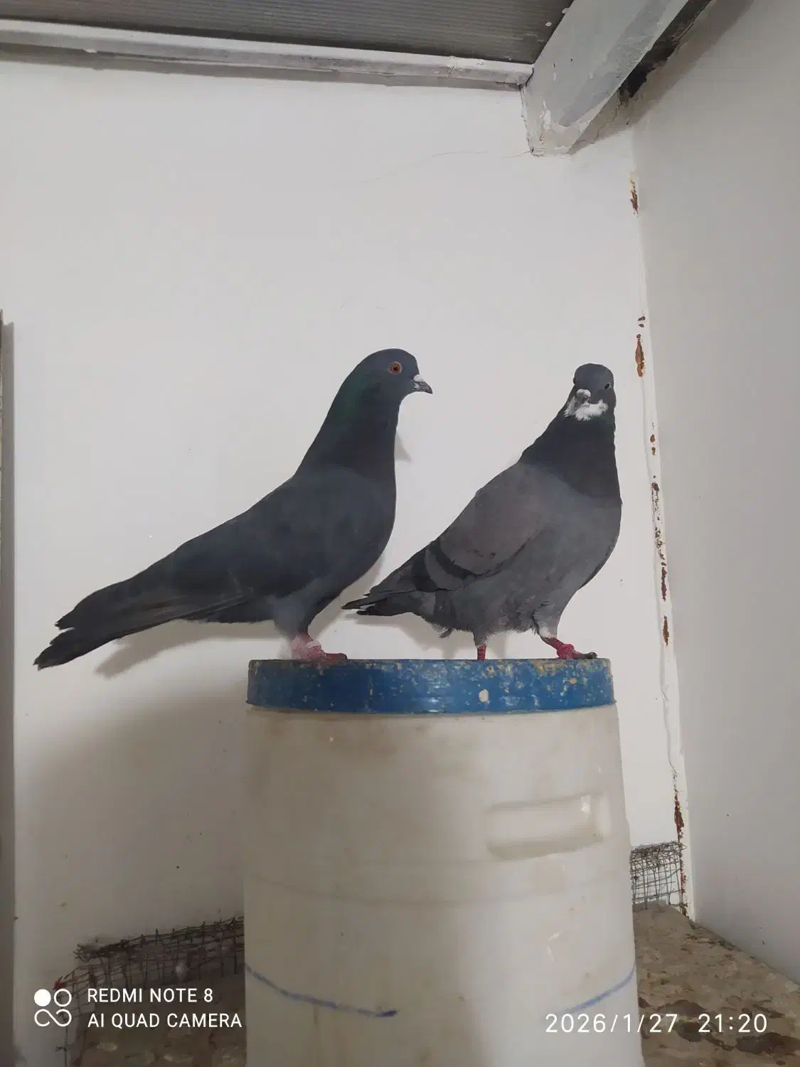 کفتر پرشی|حیوانات|بومهن, |دیوار