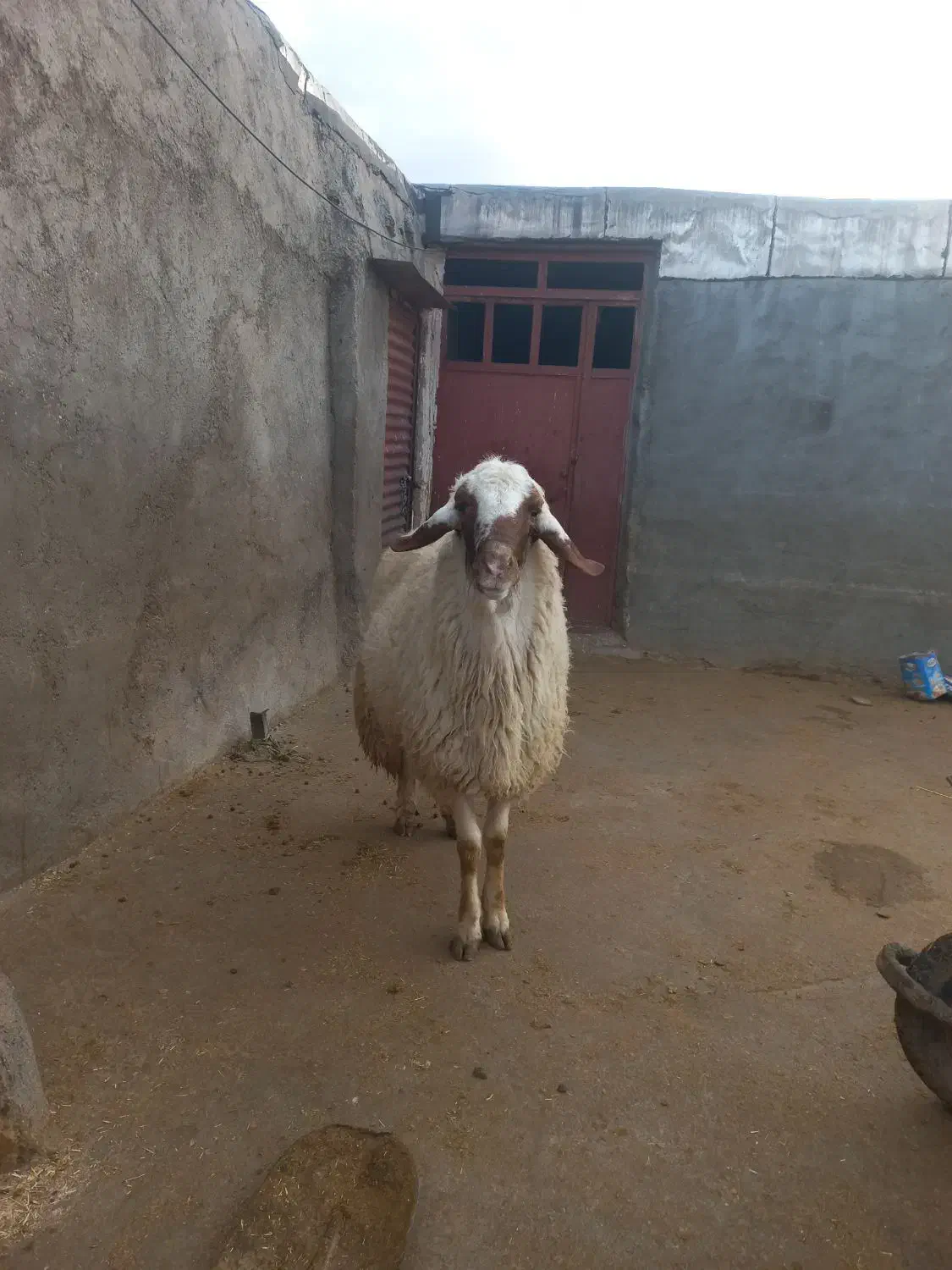 قوچ  سنجابی اصل|حیوانات مزرعه|گوآور, |دیوار