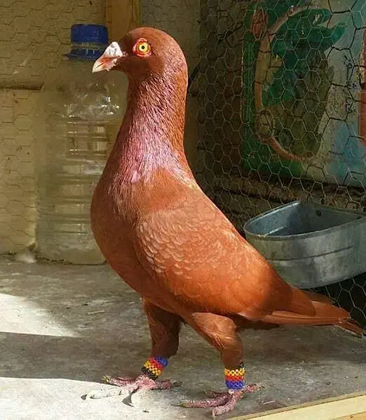 سینه سیاه عتیقه|پرنده|مشهد, آزادشهر|دیوار