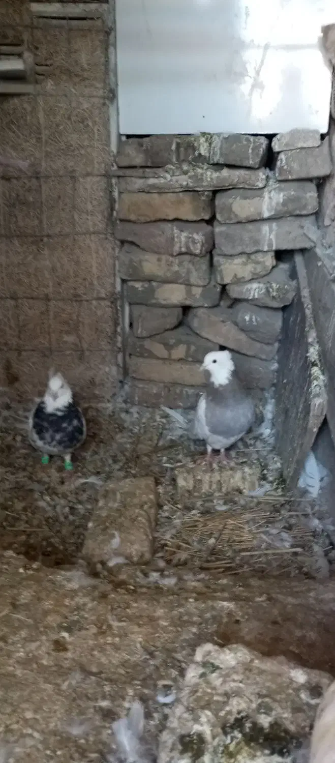 فروشی،طوق|پرنده|فردوس (خراسان), |دیوار