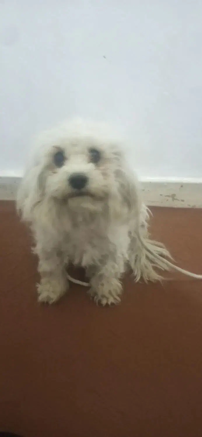 قیمت فروش 1500000تومان|سگ|یاسوج, |دیوار