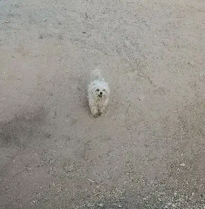 سگ پاپی شیتزو|سگ|برخوار, |دیوار