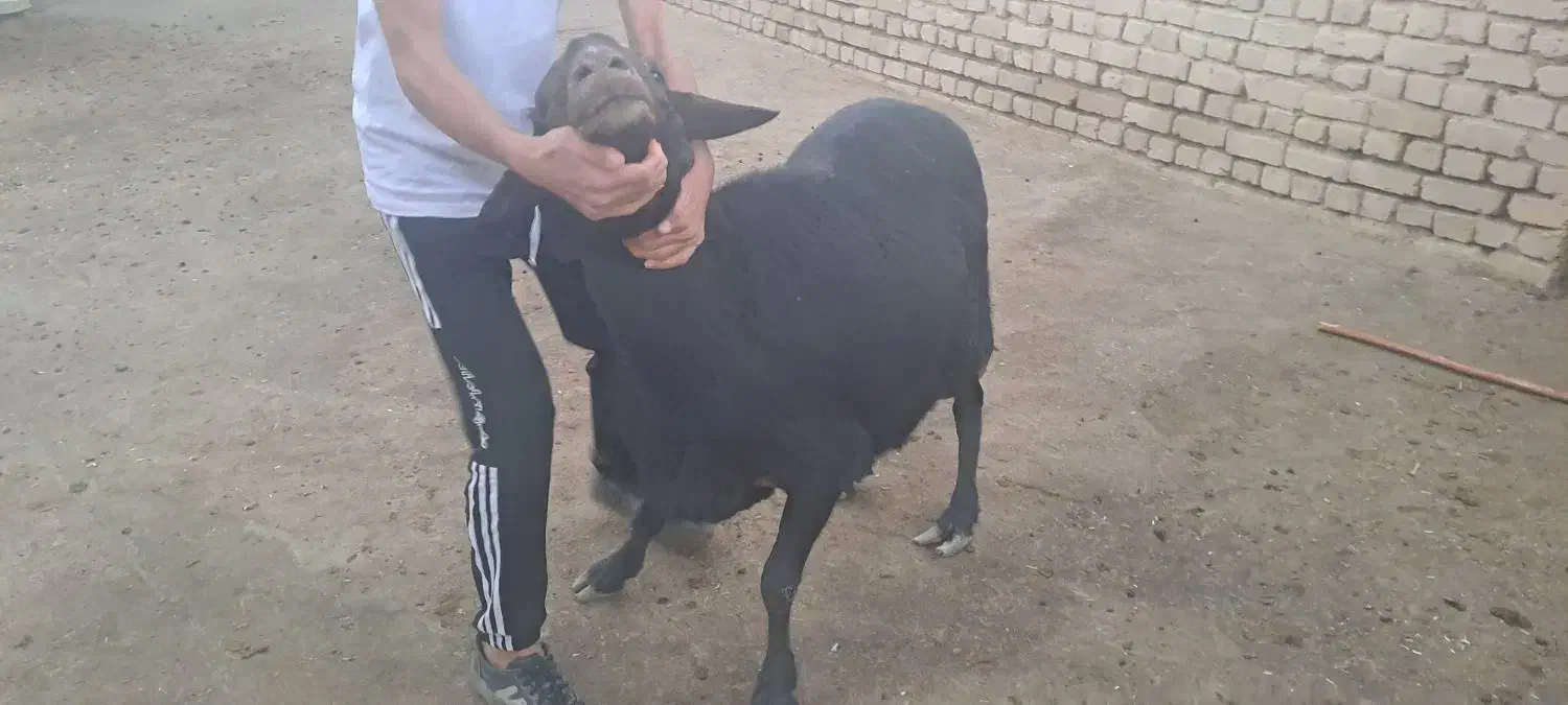 قوچ قره قزل لخت|حیوانات مزرعه|قره چای, |دیوار