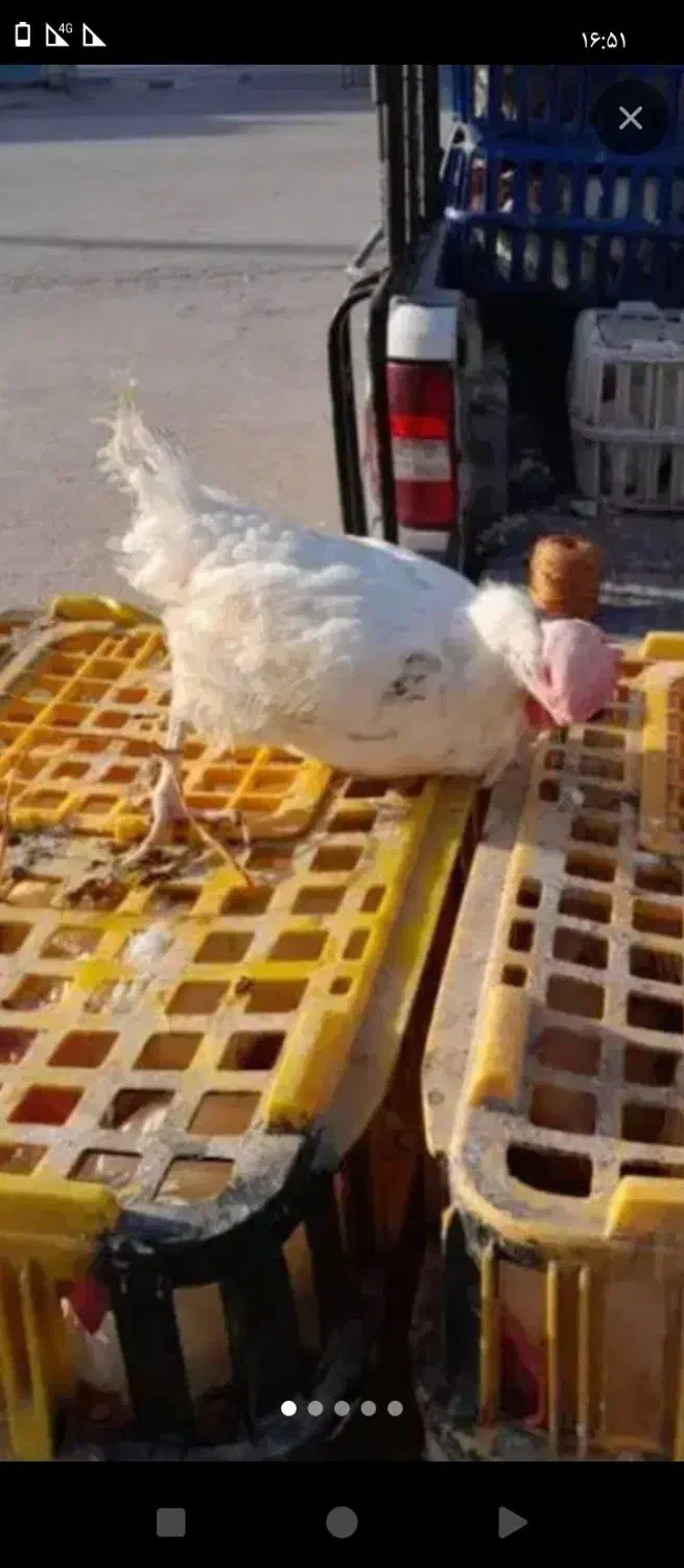 مرغ بیجلند|حیوانات مزرعه|اهواز, حصیرآباد|دیوار