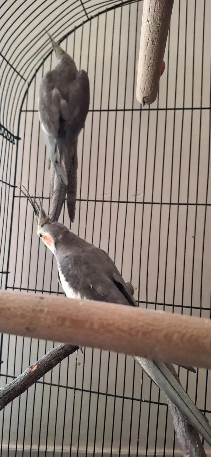 پرنده عروس هلندی|پرنده|مشهد, قائم|دیوار