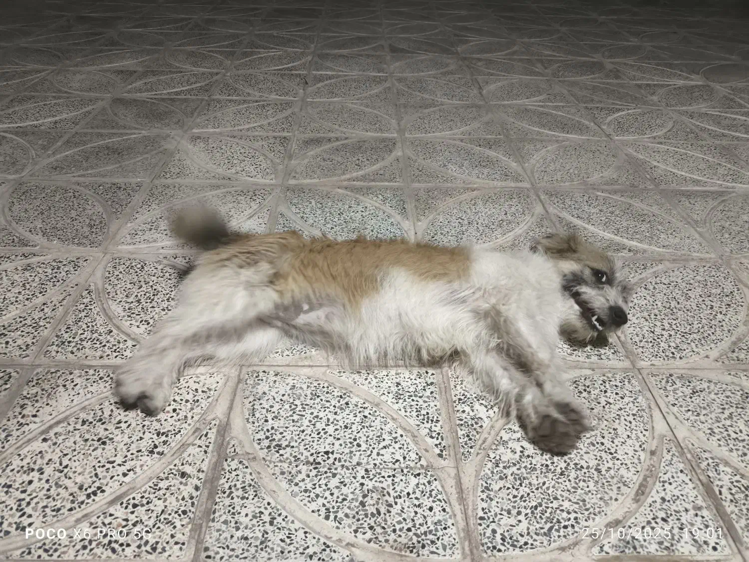 سگ پا کوتاه|سگ|نرماشیر, |دیوار