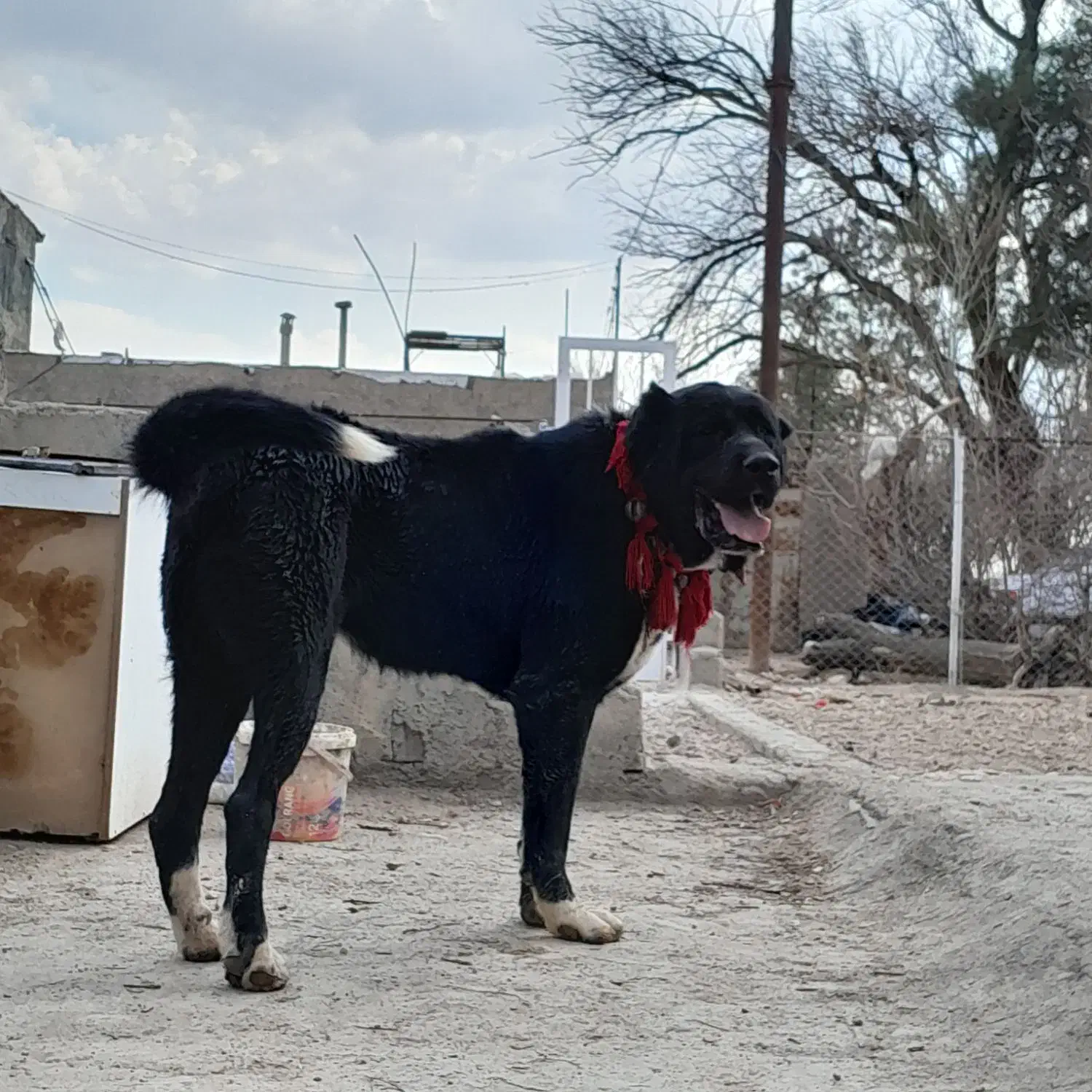 واگذاری سگ سرابی نر|سگ|شاهین‌شهر, برخوار غرب|دیوار