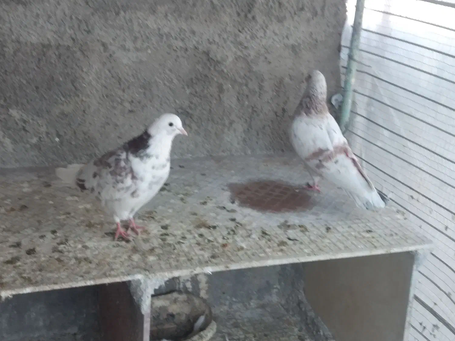 کفترتهرانی|پرنده|پاکدشت, حصار امیر|دیوار