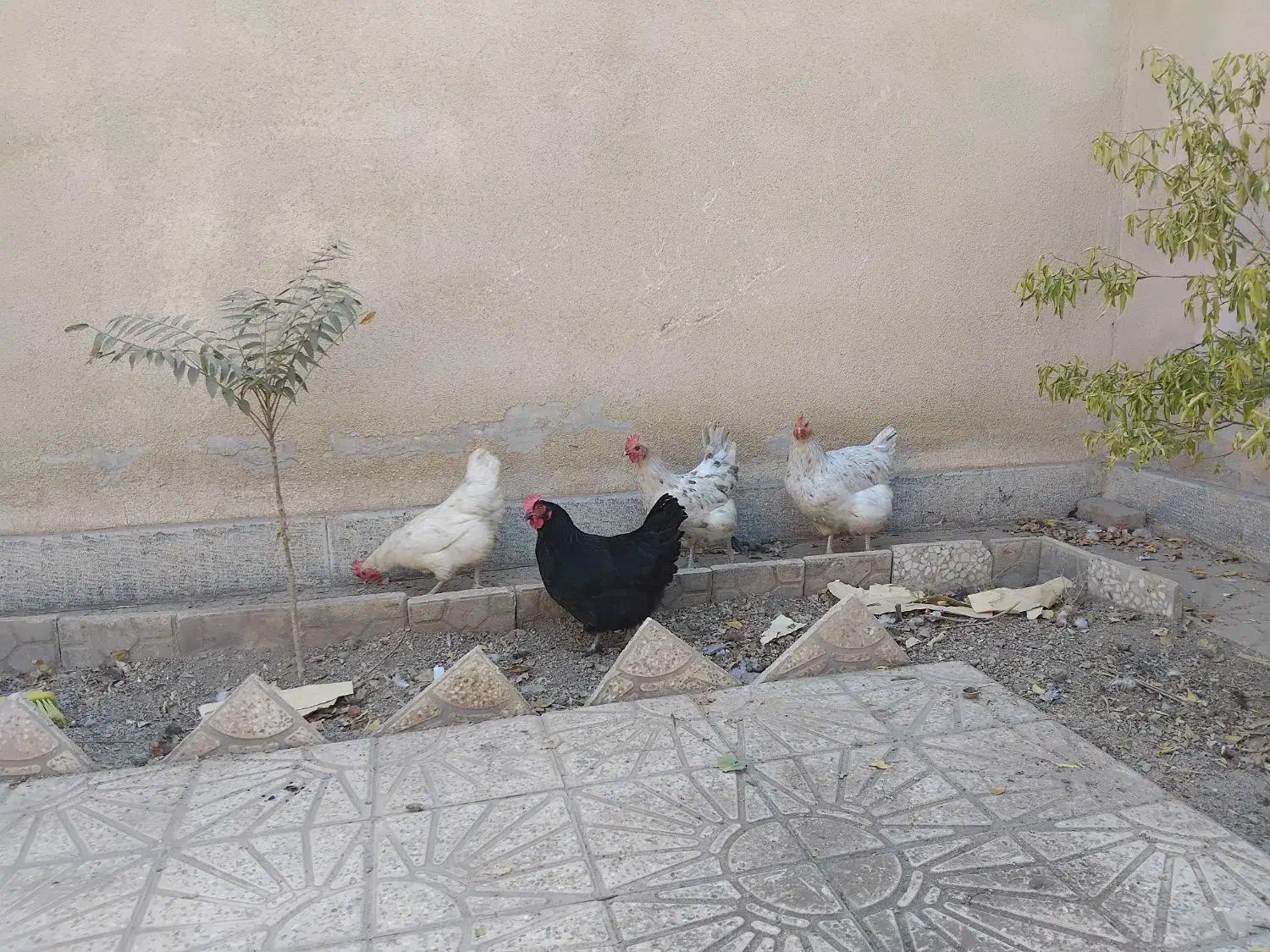 مرغ تخمگذار|حیوانات مزرعه|تهران, پرستار|دیوار