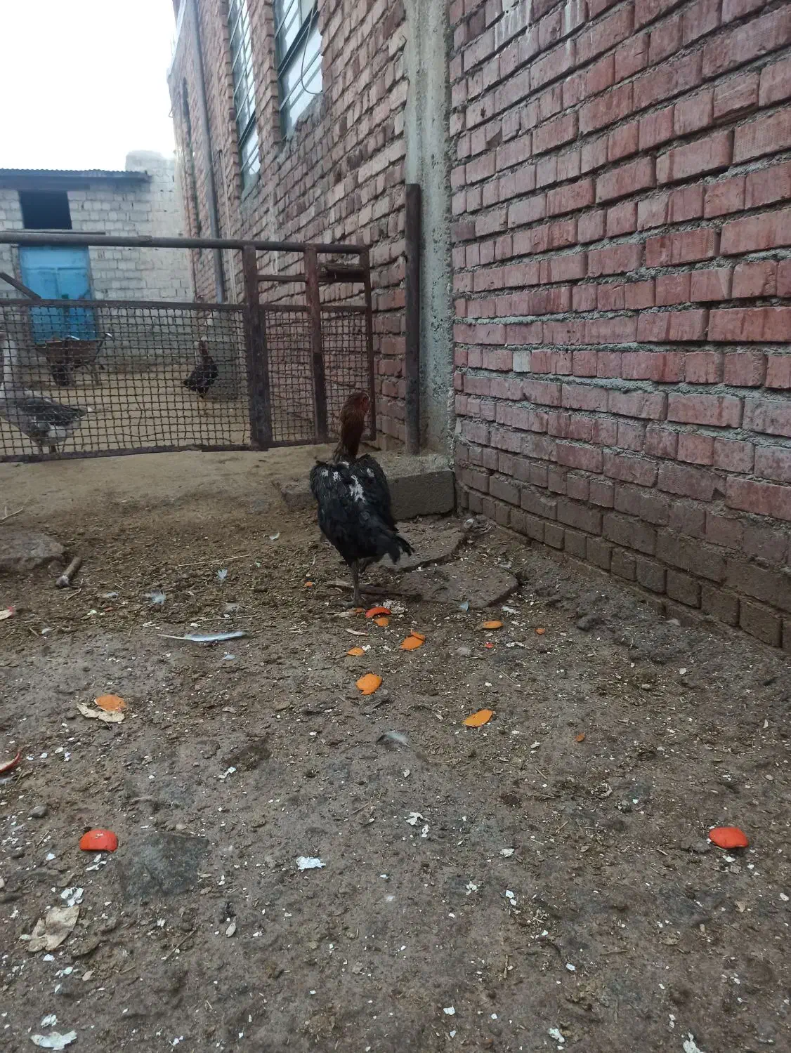 دو تا مرغ لاری اصل|حیوانات مزرعه|نقده, |دیوار