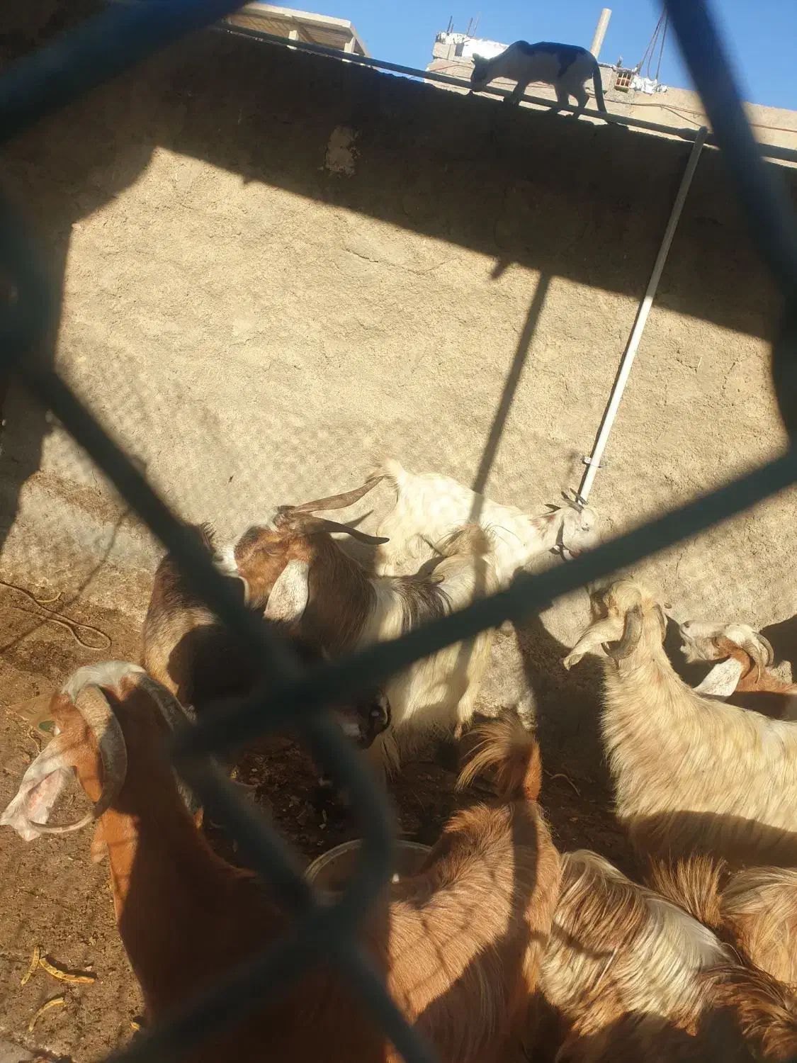 بز پازن و ماده|حیوانات مزرعه|بندر گناوه, |دیوار