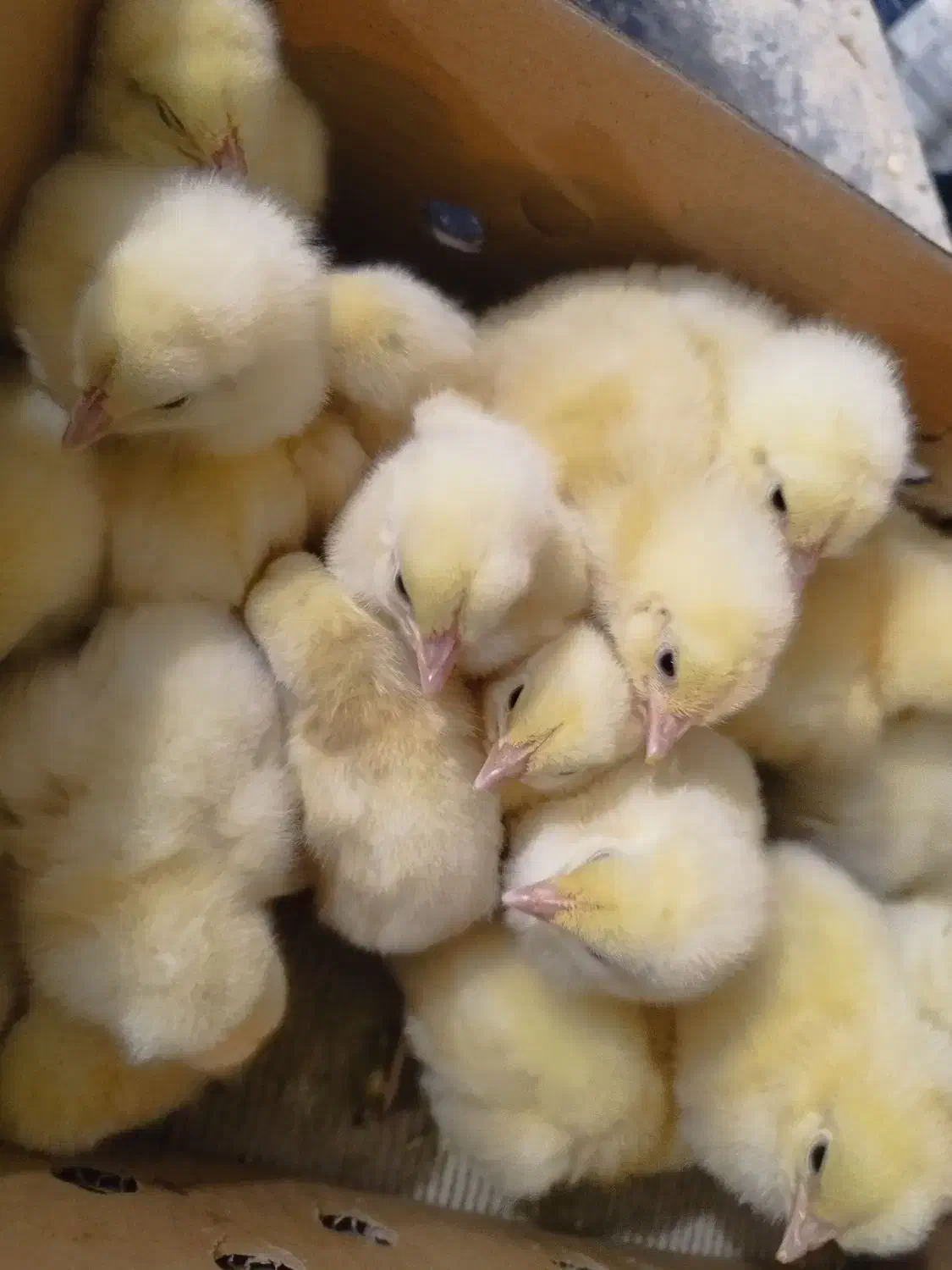 جوجه گوشتی راس ۳۰۸ وزن بالا|حیوانات مزرعه|گتاب, |دیوار