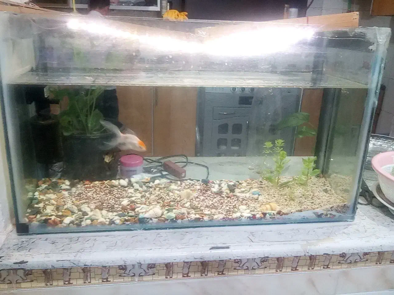 آکواریوم|ماهی|مرودشت, ژیان|دیوار