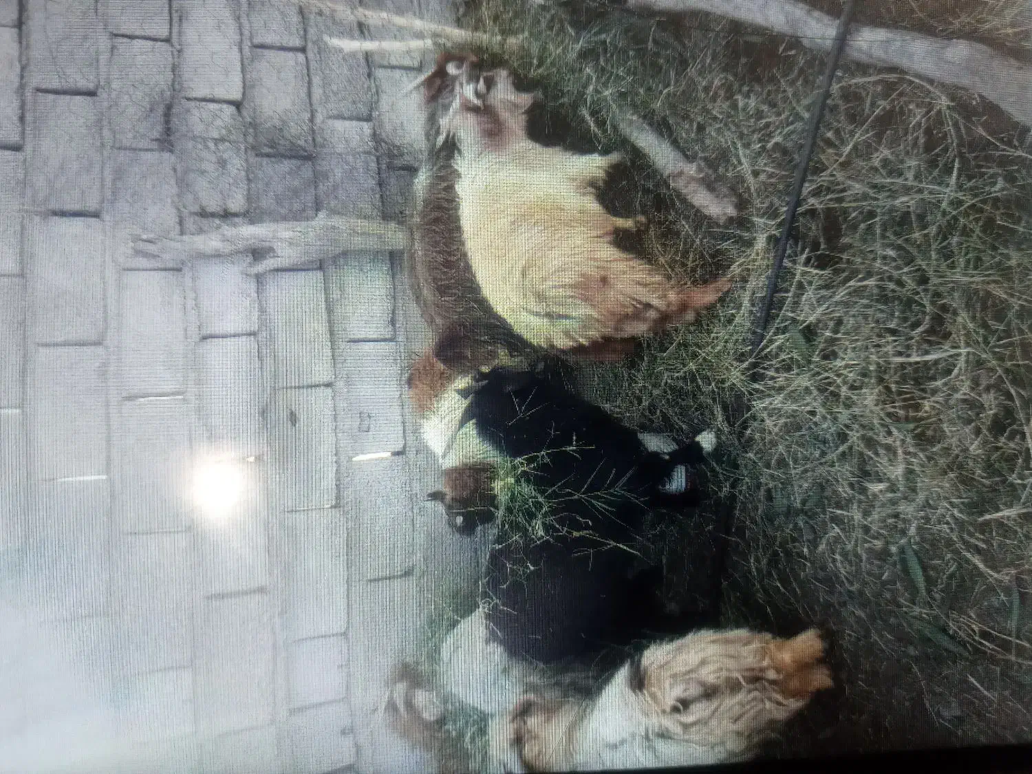 کره نر|حیوانات مزرعه|نرماشیر, |دیوار