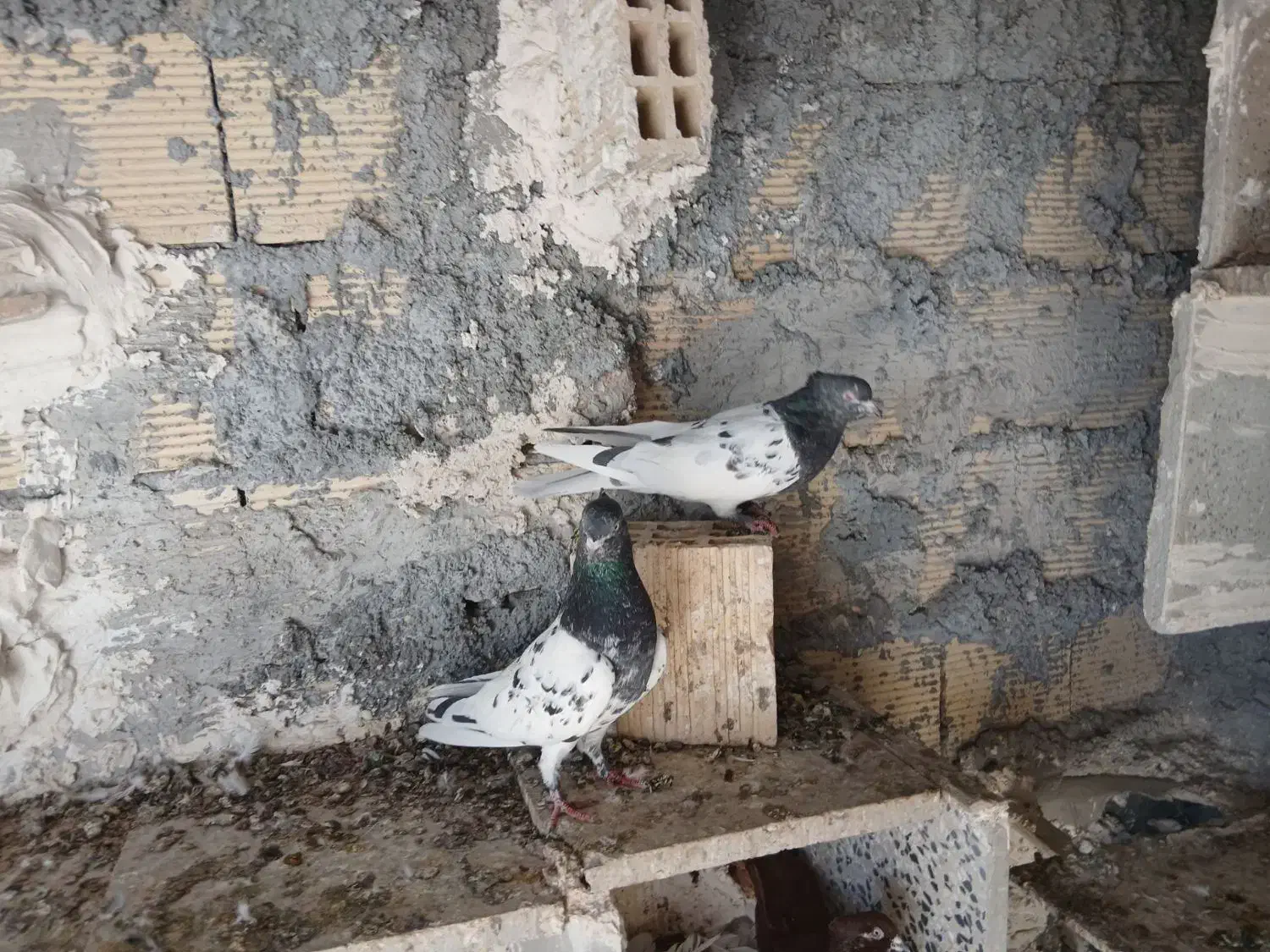 فروش کبوتر|پرنده|دورود, |دیوار