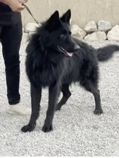 سگ پامرانین مشکی و سگ ژرمن بلک اصیل|سگ|اصفهان, آبشار|دیوار