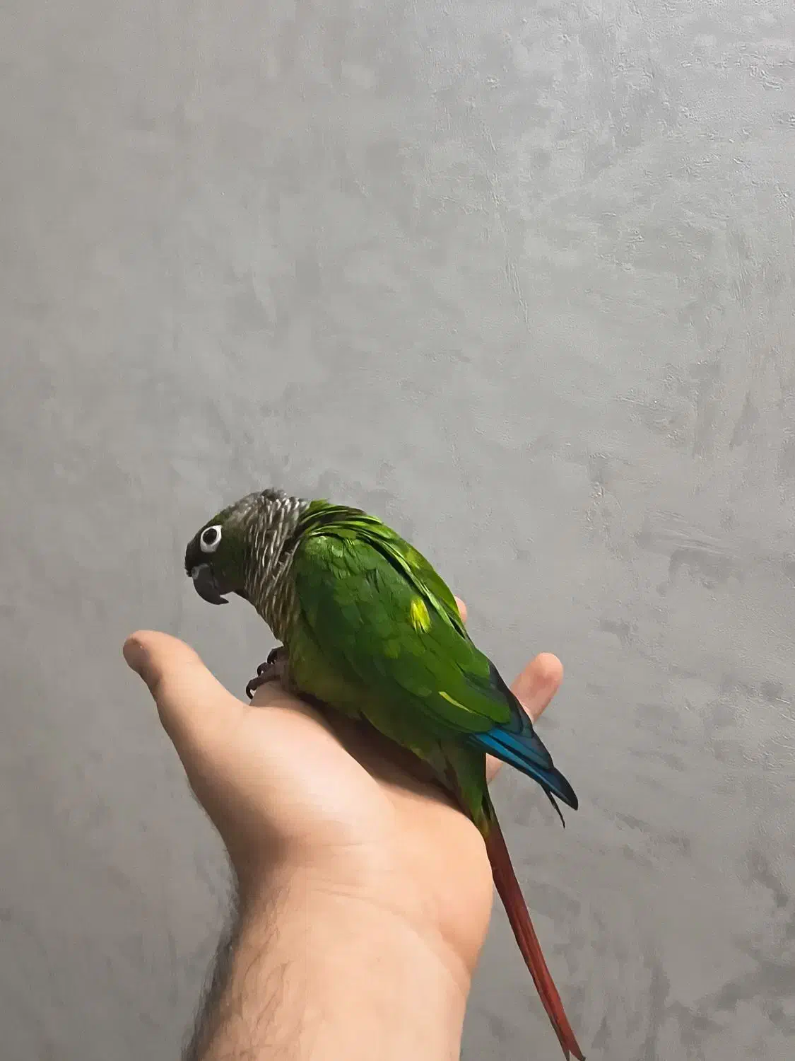 طوطی گرینچیک نر(فول دستی)|پرنده|تهران, بلورسازی|دیوار
