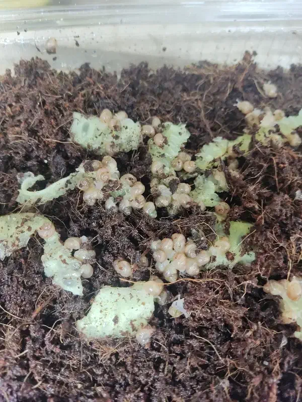 حلزون|خزنده|جهرم, |دیوار