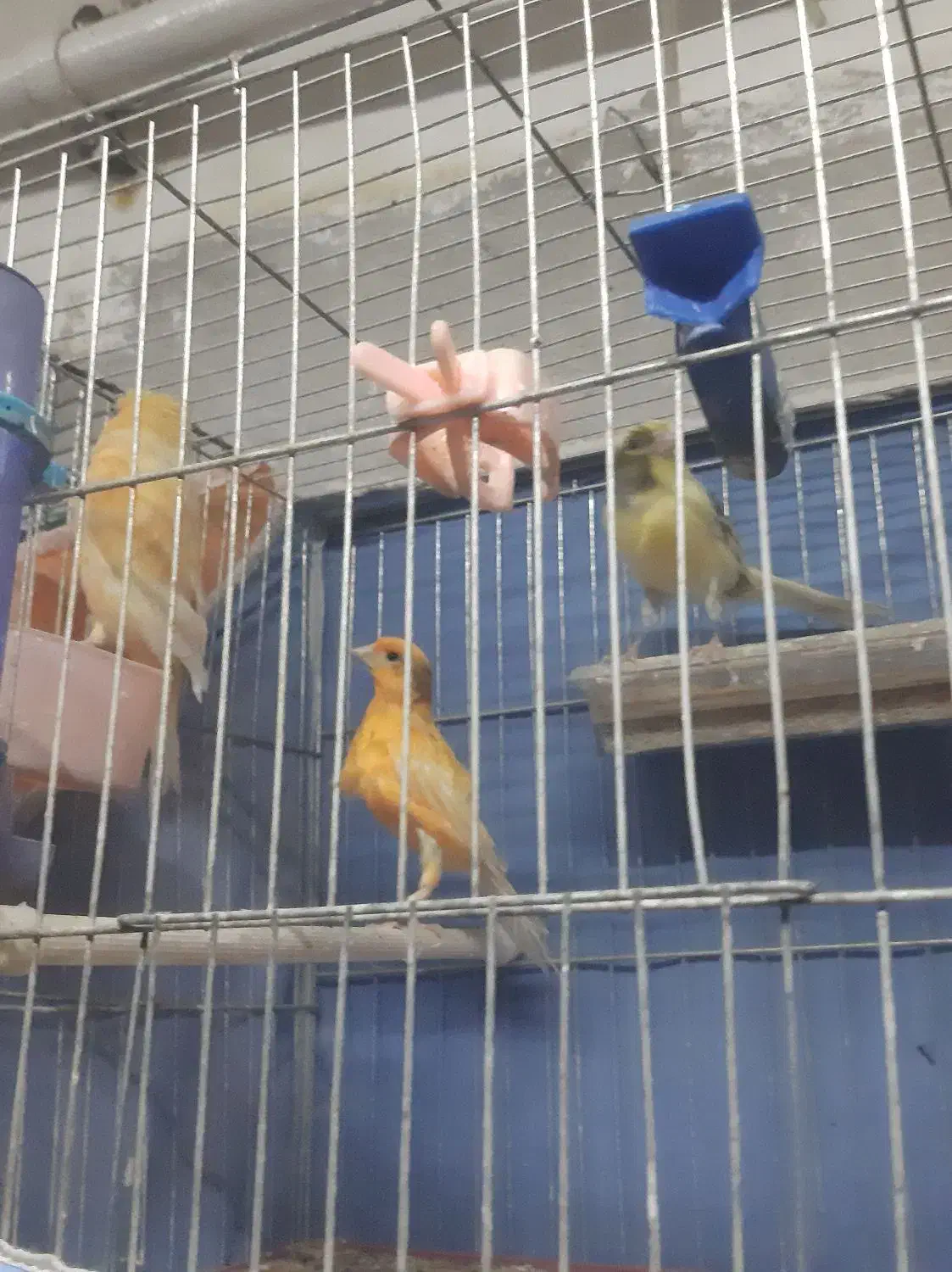 ماده قناری اماده|پرنده|تاکستان, |دیوار