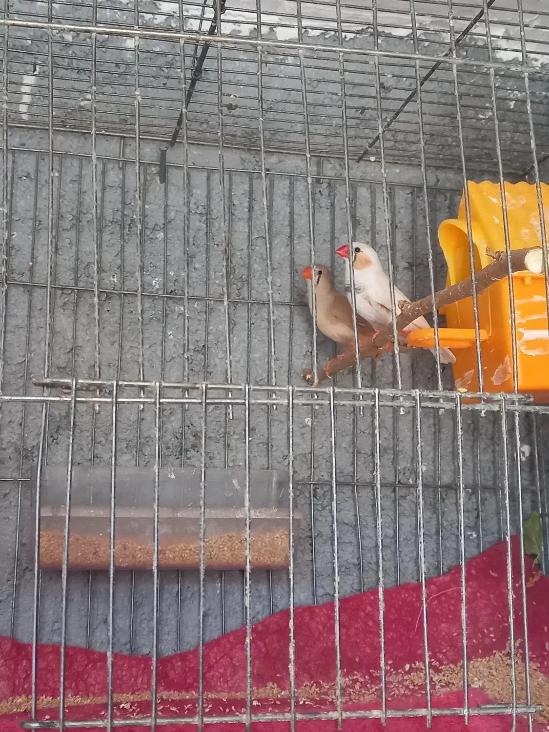 پرنده|پرنده|نورآباد ممسنی, |دیوار