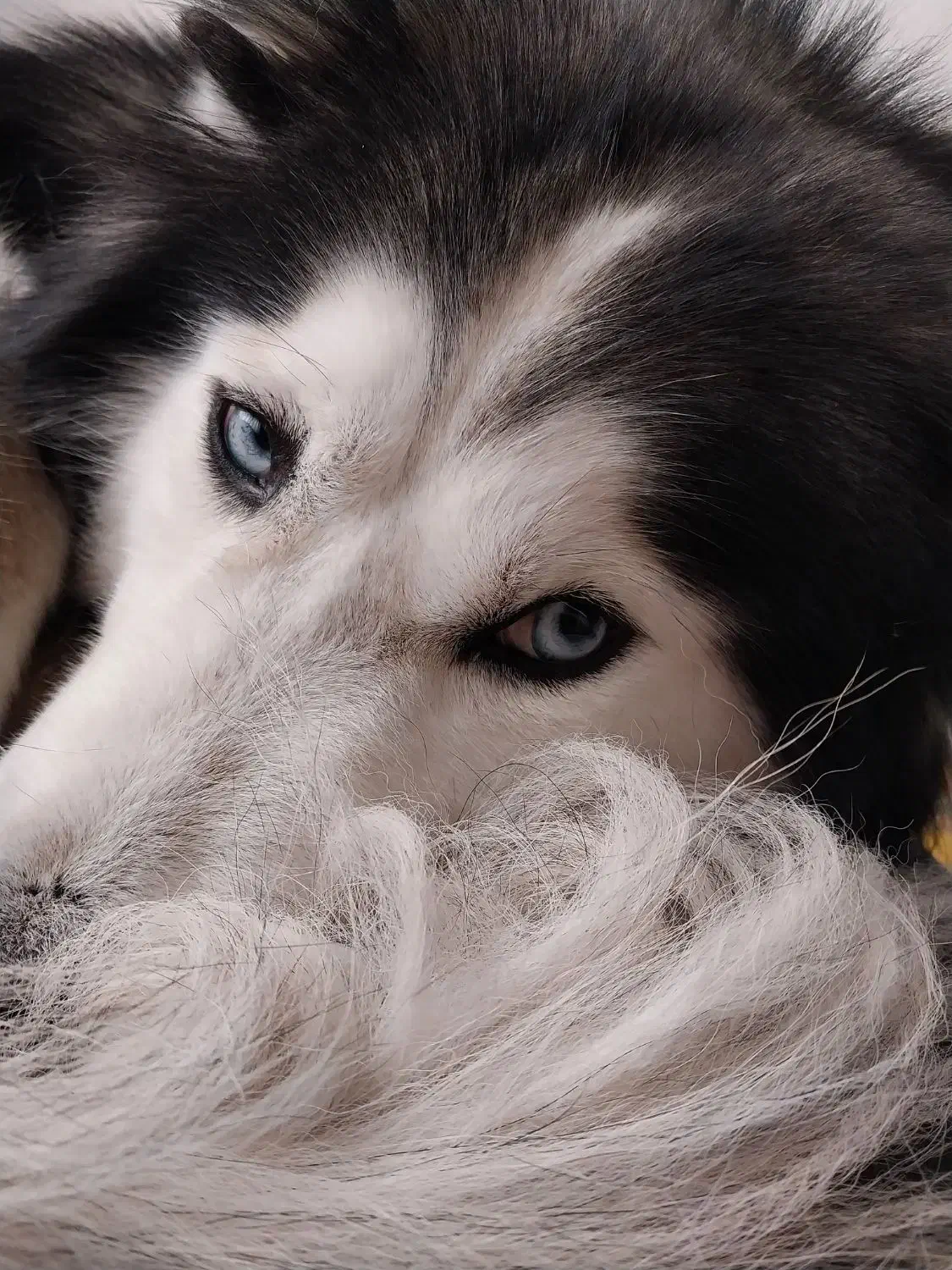 واگذاری رایگان هاسکی|سگ|کرمانشاه, |دیوار