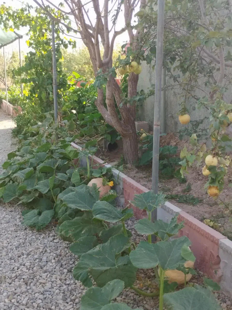 باغ|فروش خانه و ویلا|بسطام, |دیوار