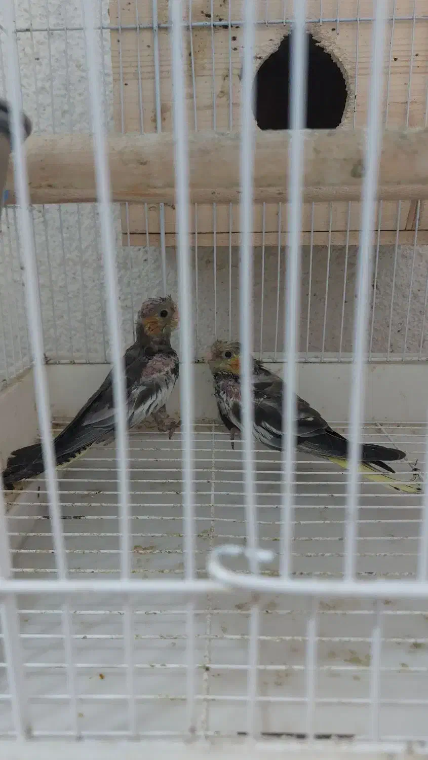 فروش جفت عروس بسیار آنتیک و کشیده|پرنده|رشت, اسماعیل آباد|دیوار