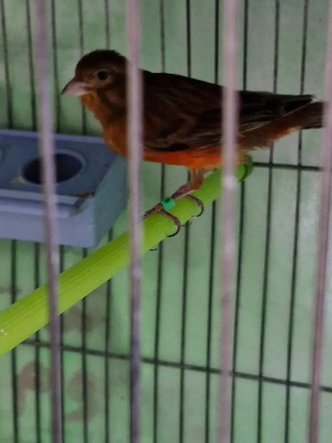 قناری سرخ نر مست|پرنده|کرمان, |دیوار