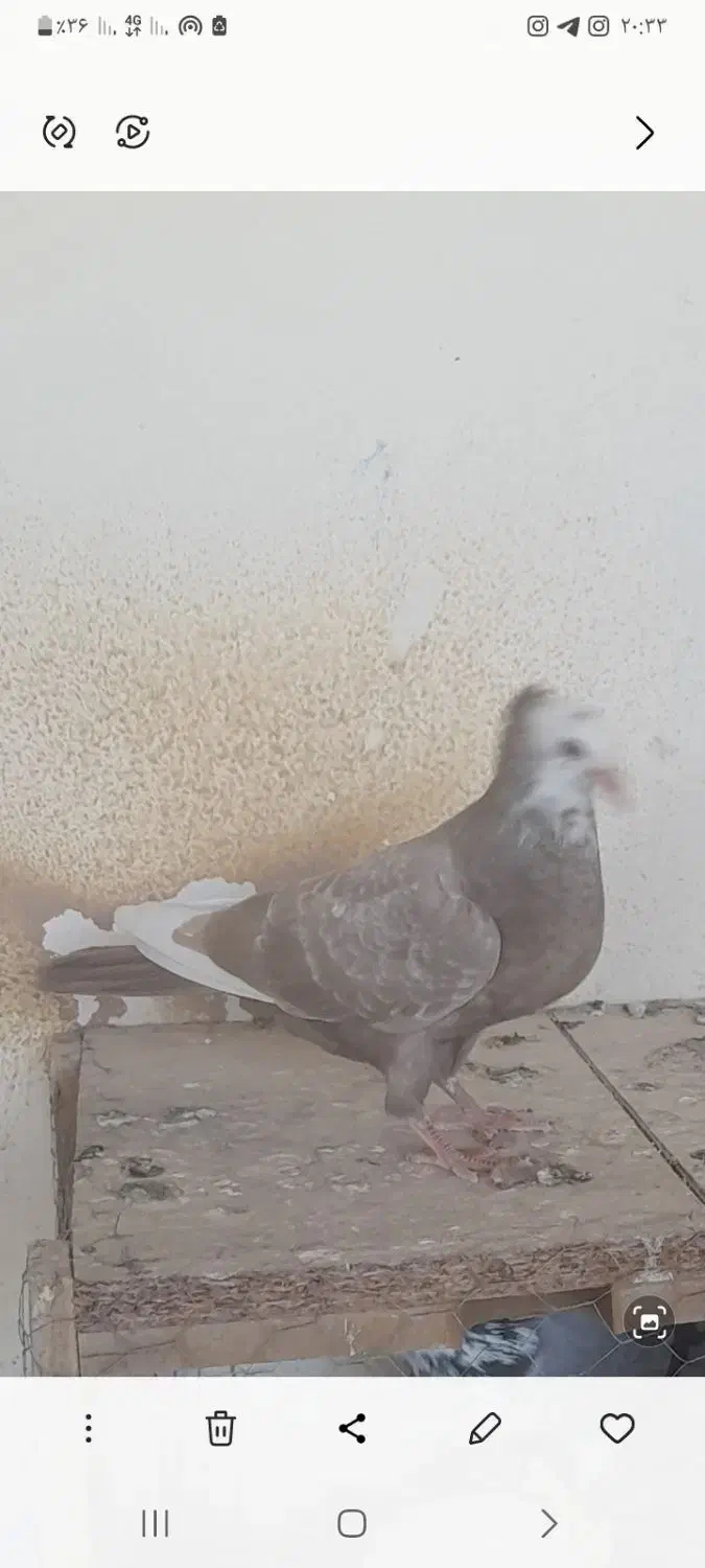 کبوتر دمبی.دم سیاه.دم.قهوه ای|پرنده|فولادشهر, فولادشهر|دیوار