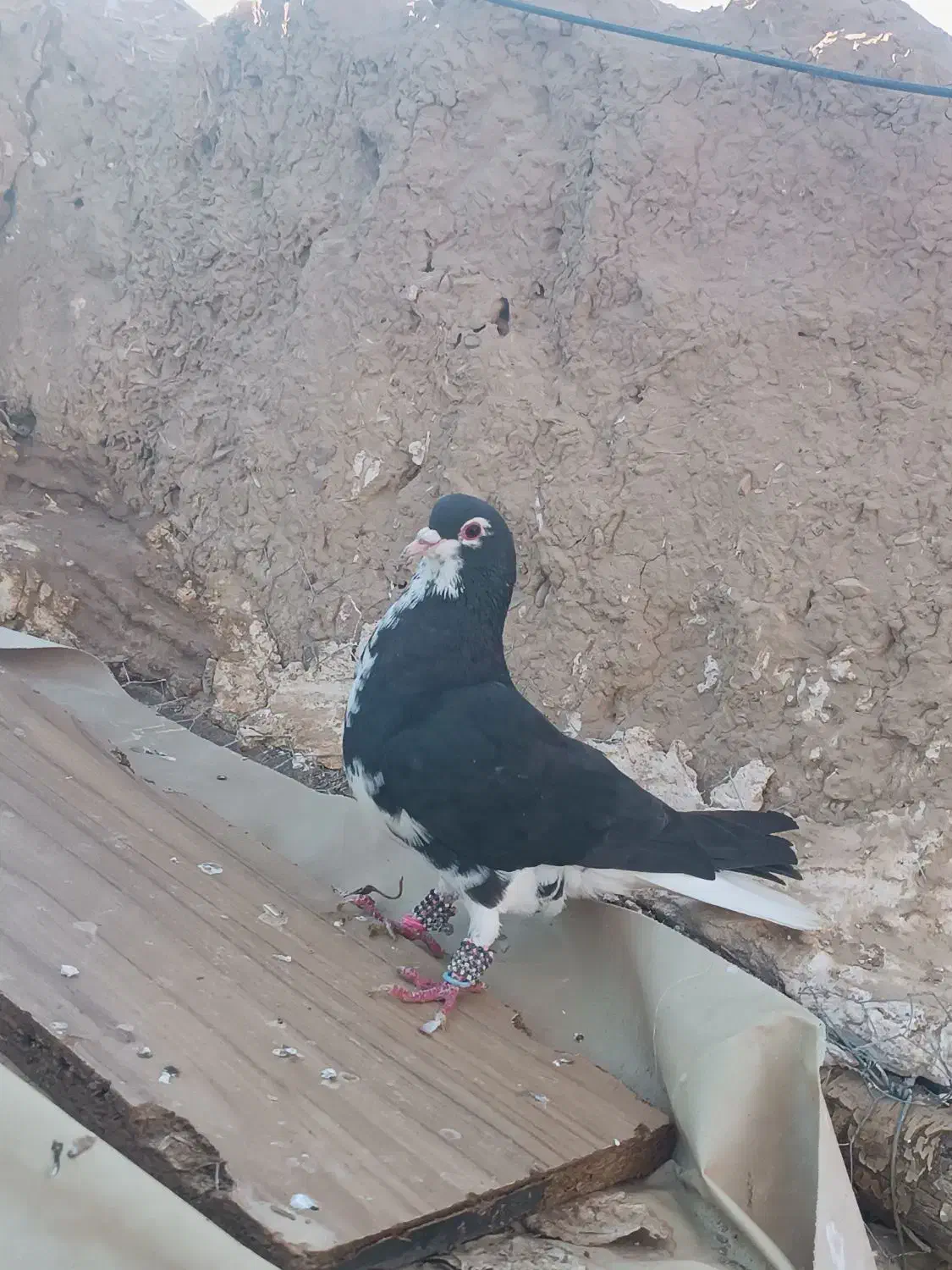 کبوتر|پرنده|اسفراین, |دیوار