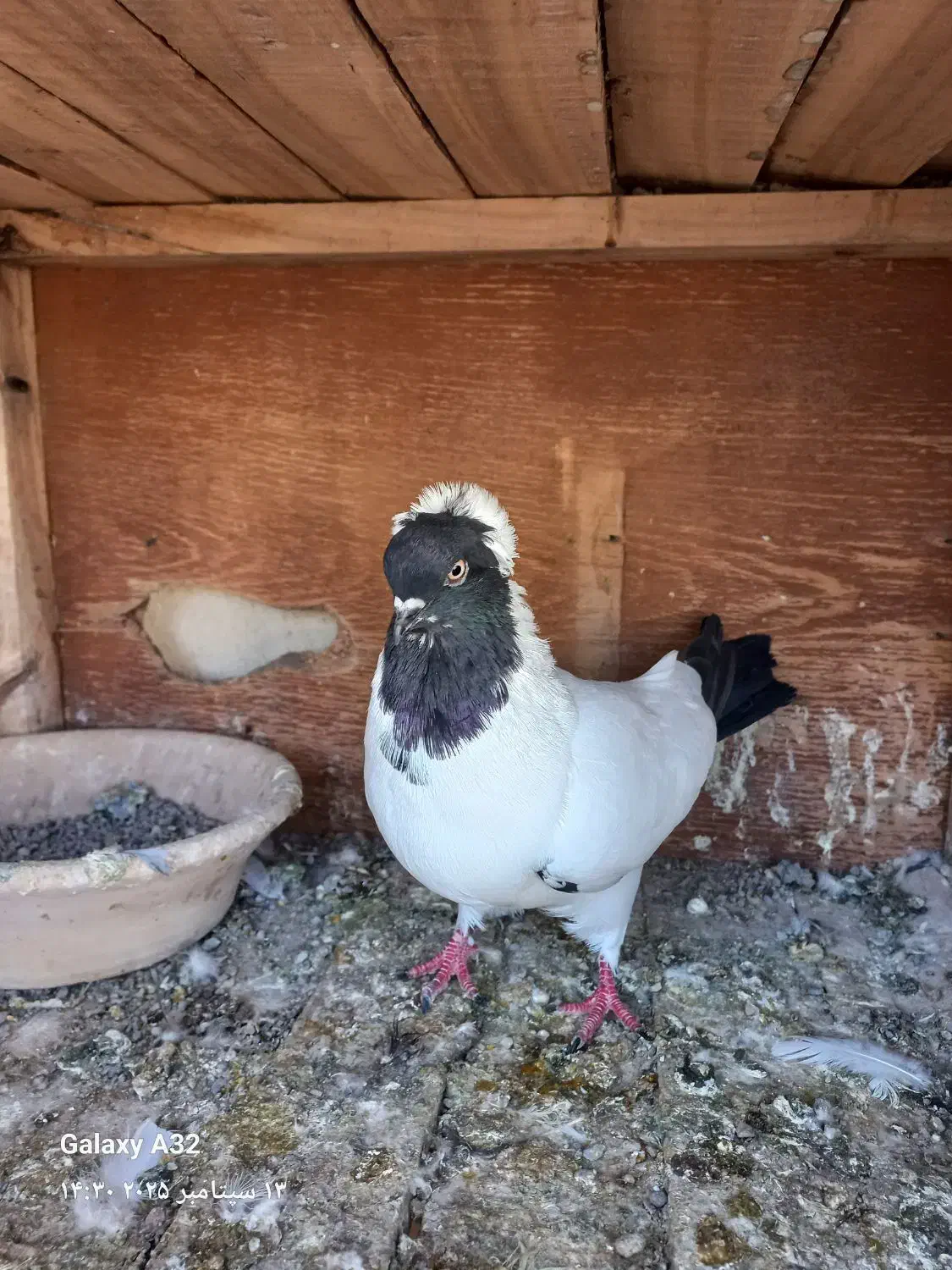 کبوتر رنگی|پرنده|قم, بیست متری ولیعصر|دیوار