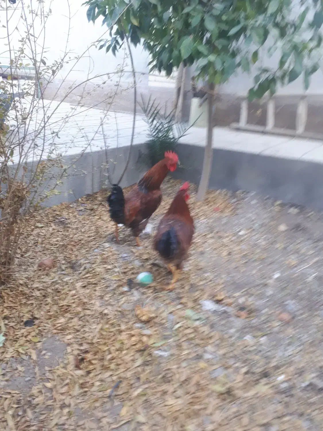 خروس محلی|حیوانات مزرعه|مهریز, |دیوار