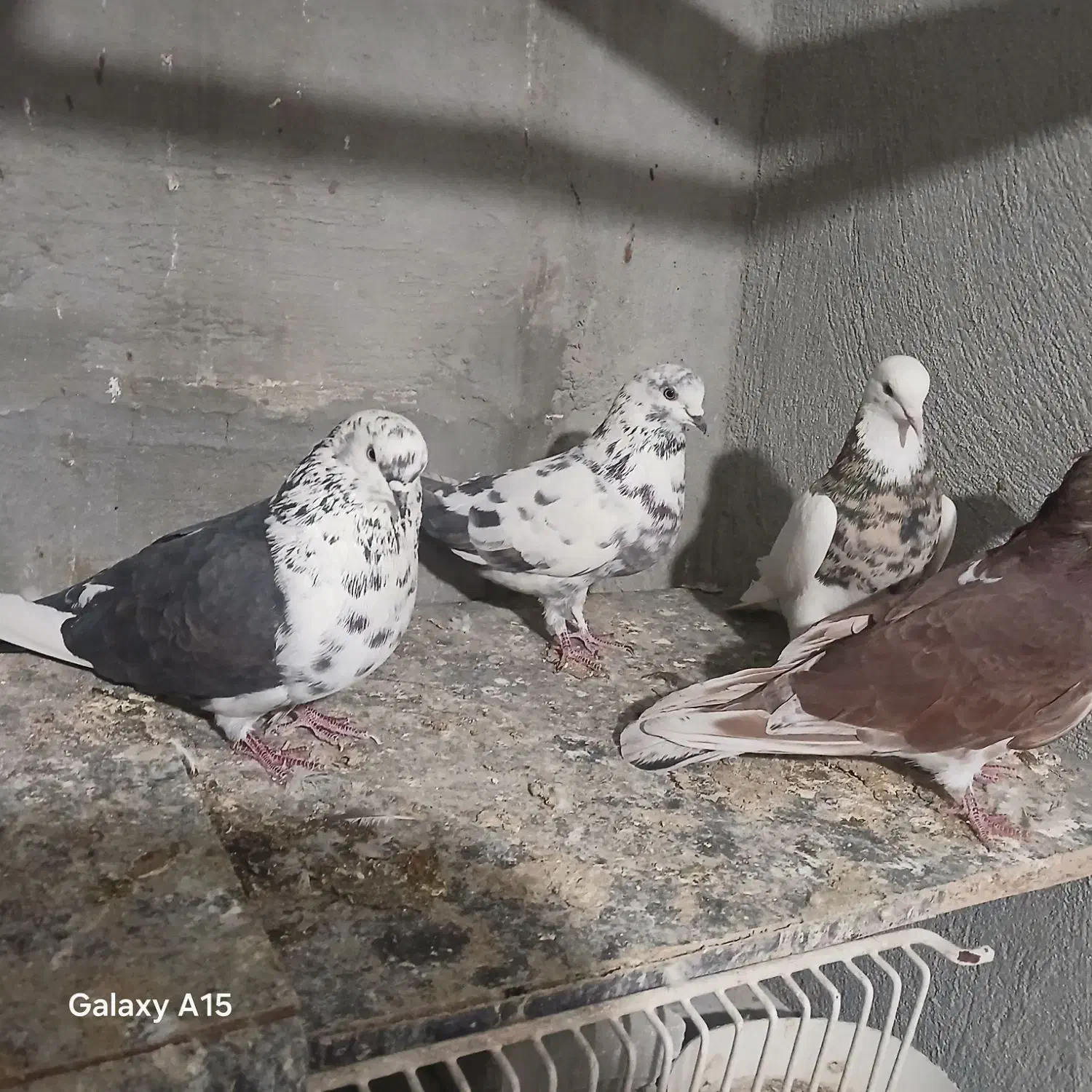 کفتر تهرانی|پرنده|شیراز, کوشک میدان|دیوار