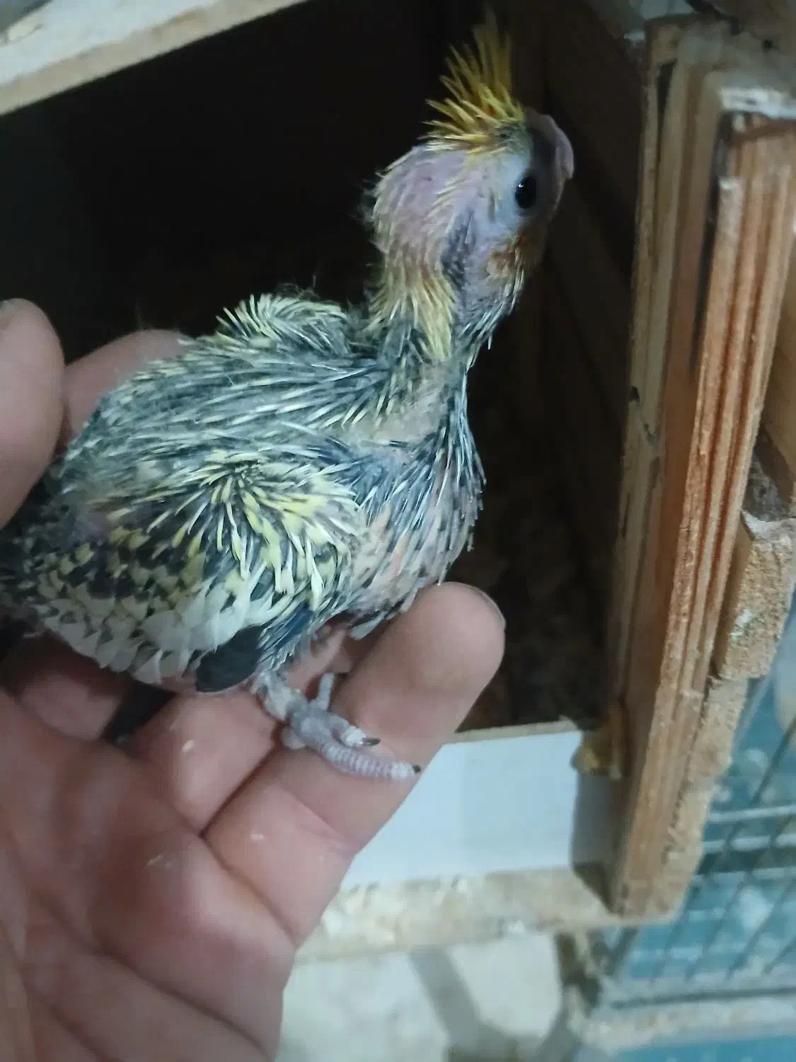 جوجه عروس هلندی سرلاکی|پرنده|مشکیندشت, |دیوار