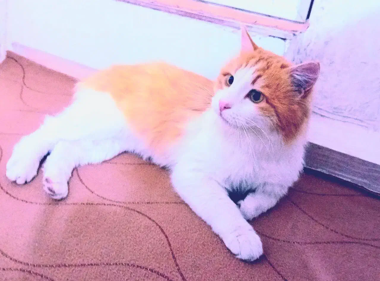 یک جفت گربه|گربه|بازرگان, |دیوار