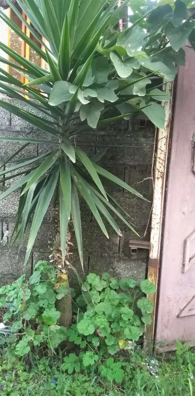 درختچه یوکا|گل و گیاه طبیعی|خمام, |دیوار