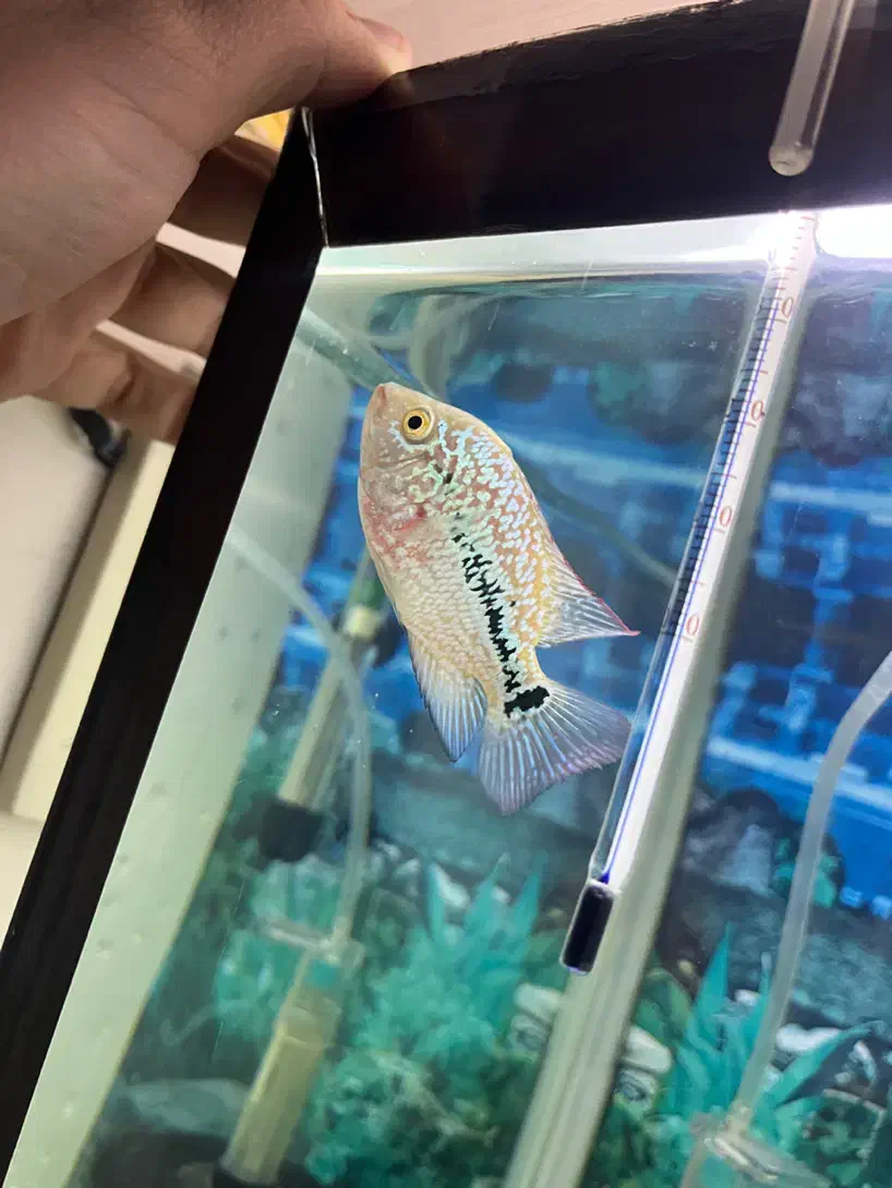 فلاور کامفا جوجه|ماهی|تهران, سنگلج (شاپور)|دیوار