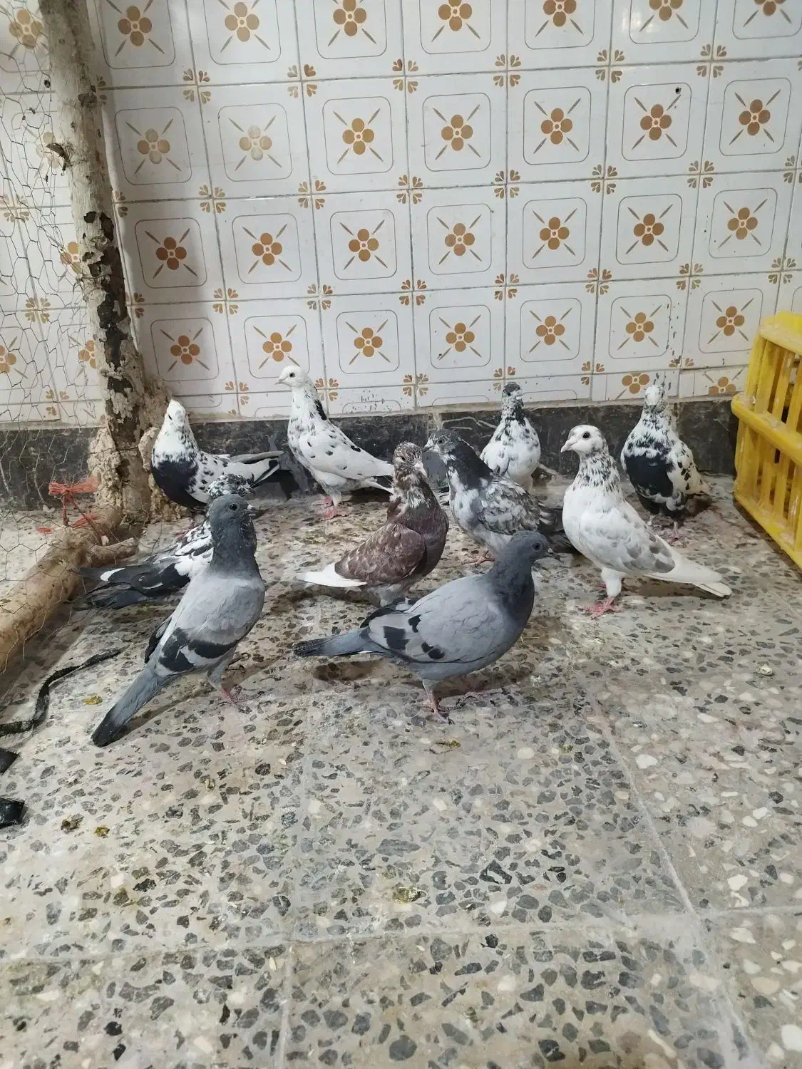 کفتر تهرانی کاشانی|پرنده|خمینیشهر, |دیوار